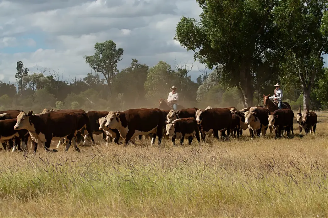 Townsville Photographer at the Springs Cattle Station