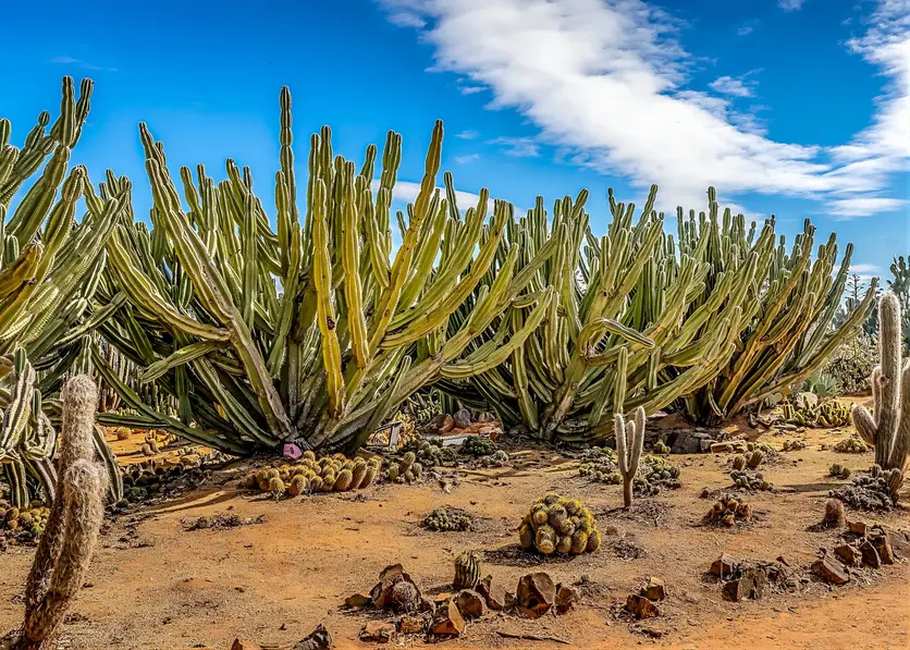 Townsville Photographer visiting the Cactus Farm in Victoria