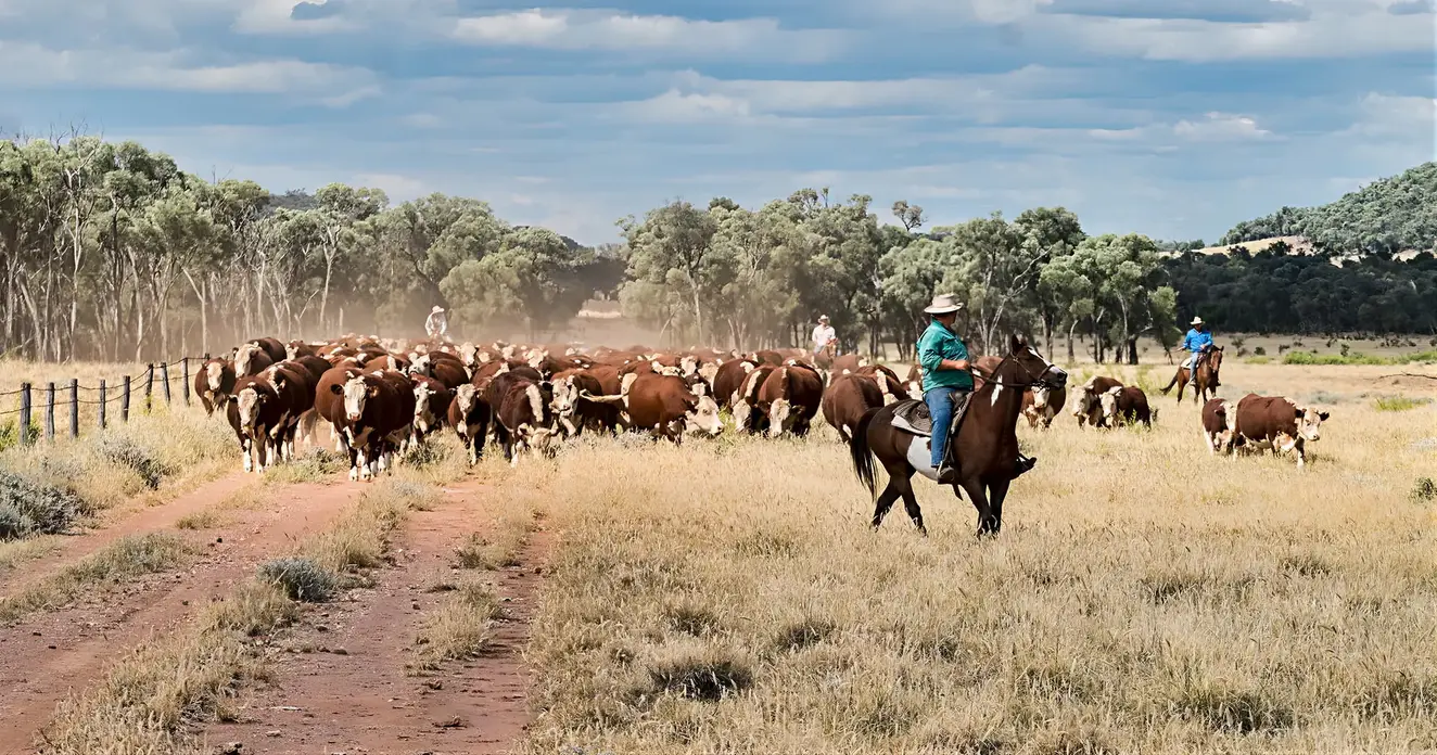 Townsville Photographer at the Springs Cattle Station