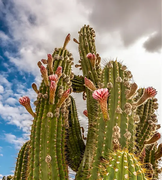 Townsville Photographer visiting the Cactus Farm in Victoria