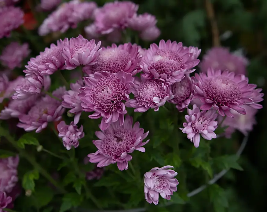 Townsville Photographer photographing Flowers at the Ballarat Botanic Gardens