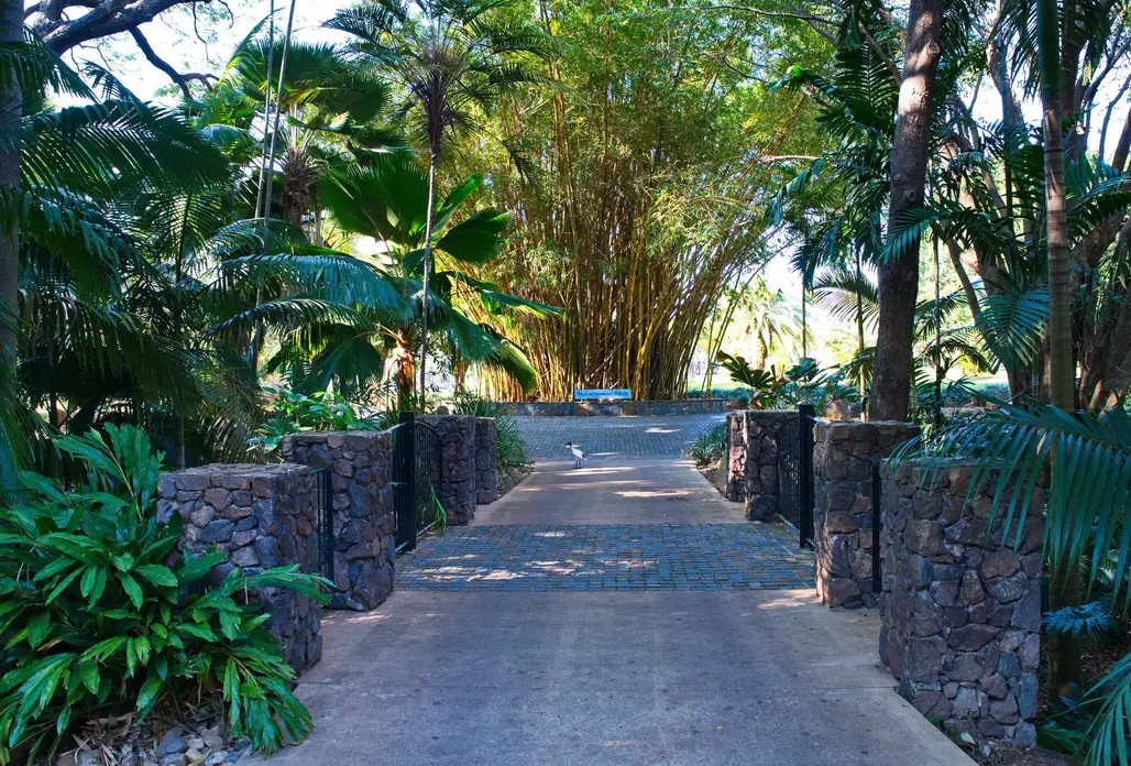 Townsville Photographer at the Palmetum
