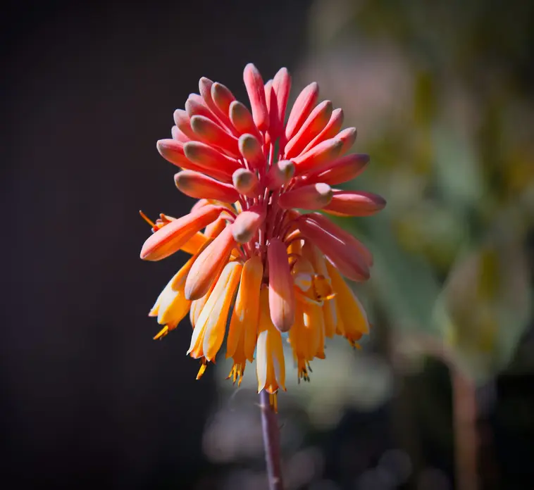 Townsville Photographer at the Palmetum