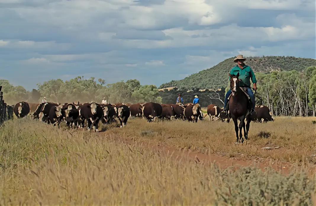 Townsville Photographer at the Springs Cattle Station