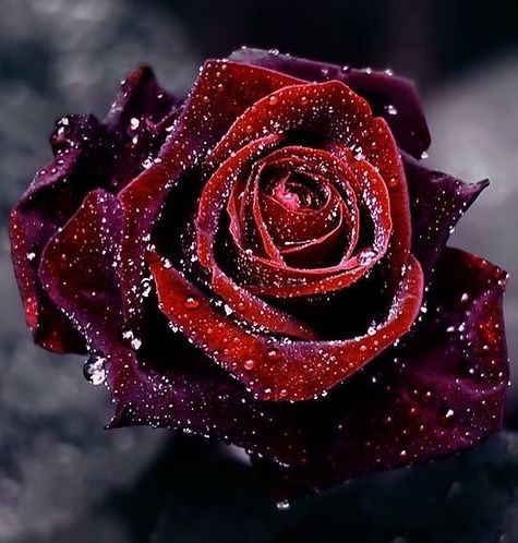 Winter Rose.jpg