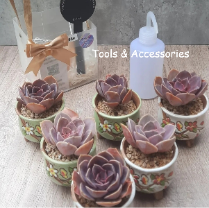 SUCCULENT Gift Box