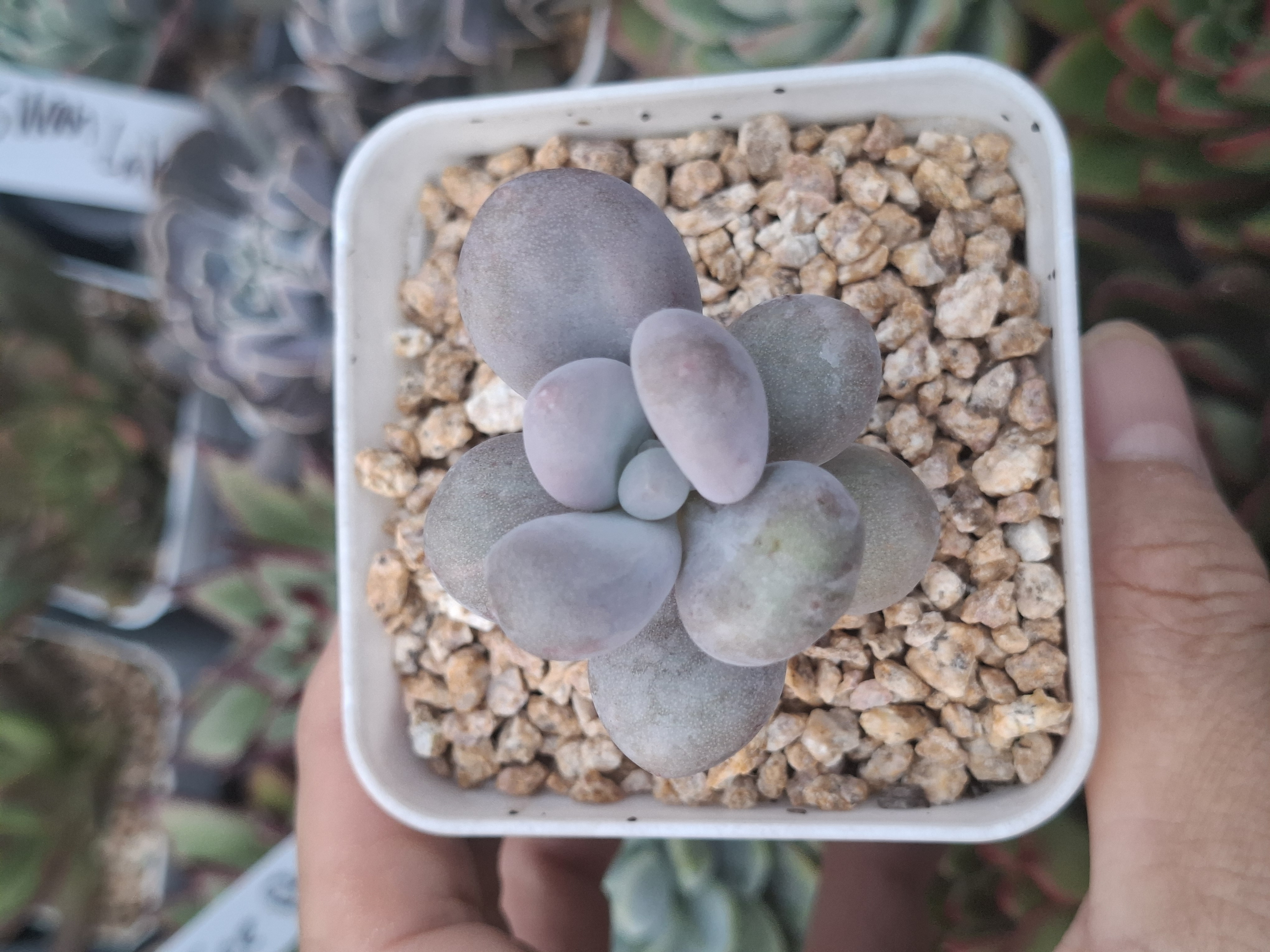 Echeveria Orange snow ball 橙雪球