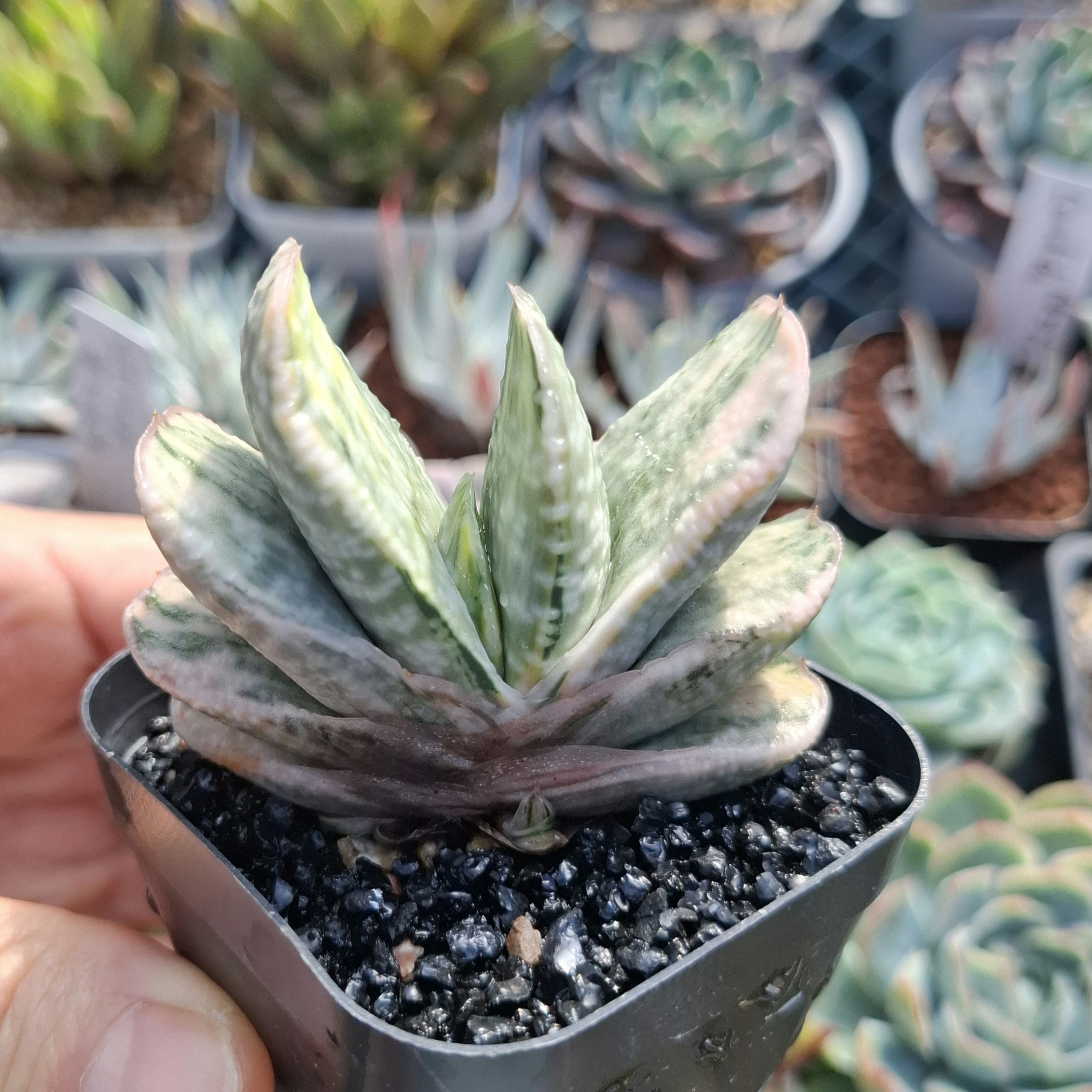 Gasteria Fuji Yuki 富士子寶