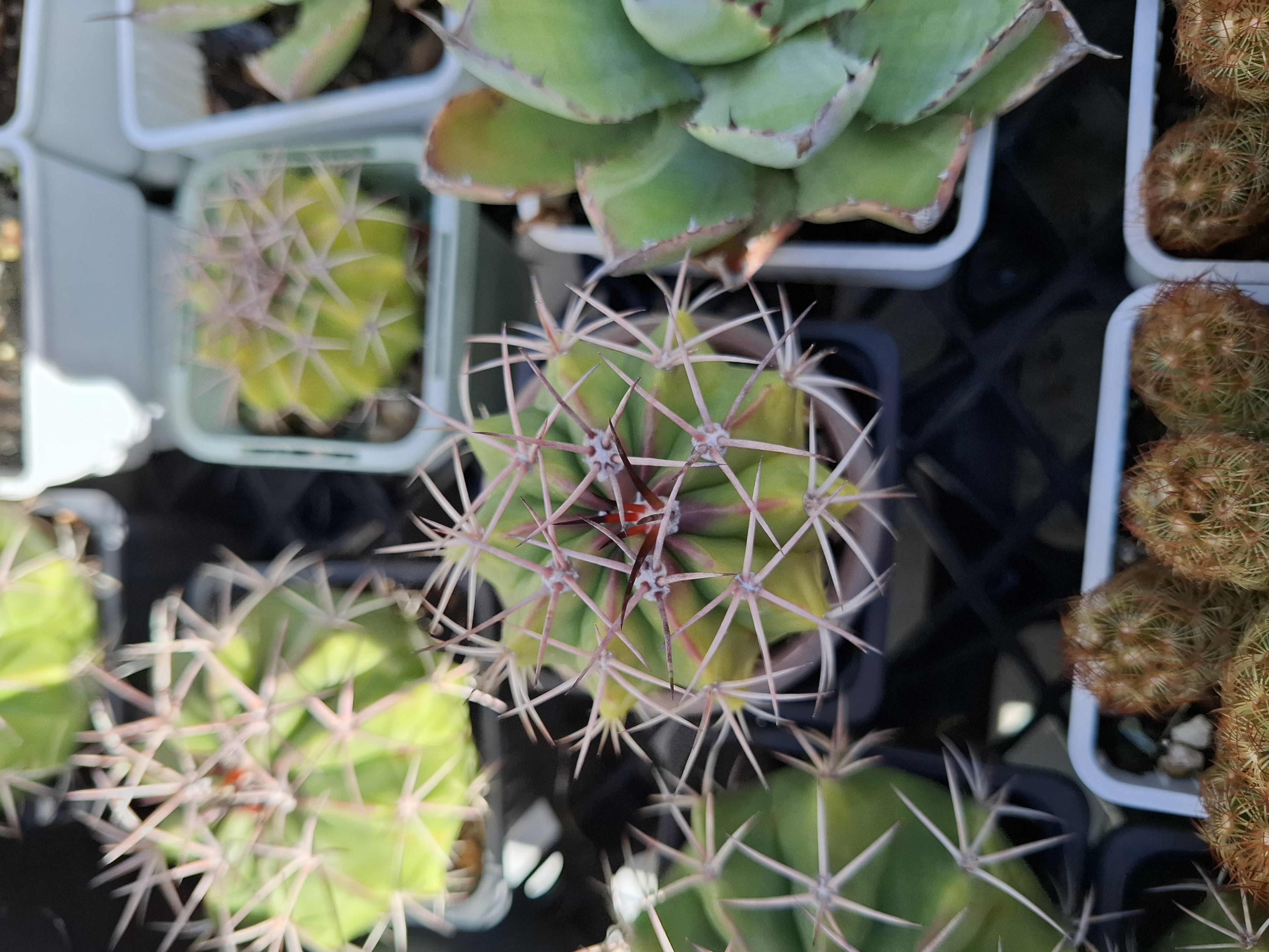 Cactus, MELOCACTUS AMOENUS 層雲