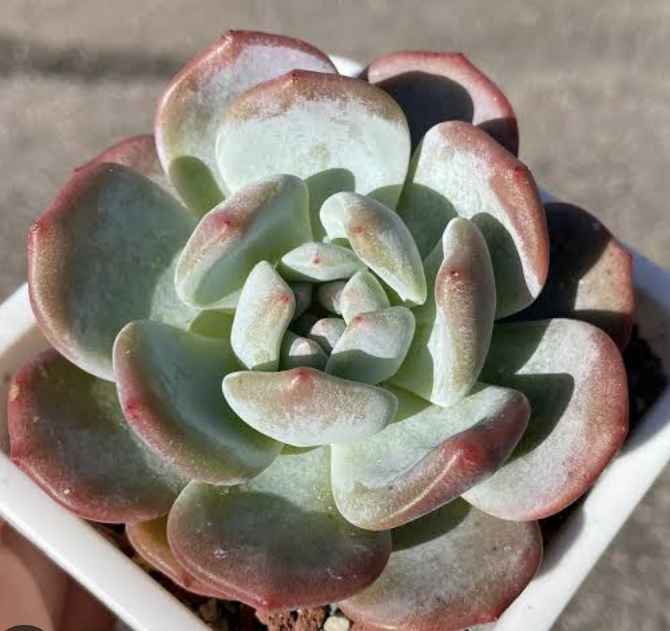 Echeveria Orange Q Champagne Q橙香檳