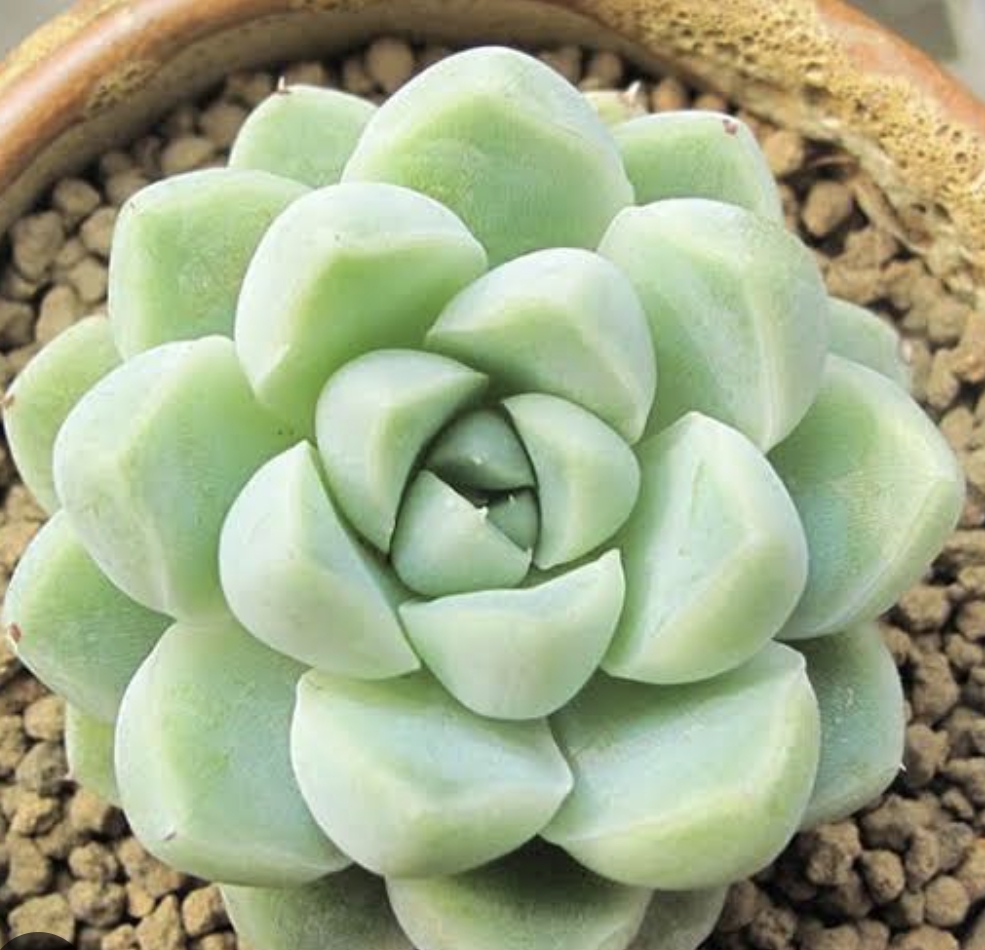 Echeveria albicans 厚葉月影