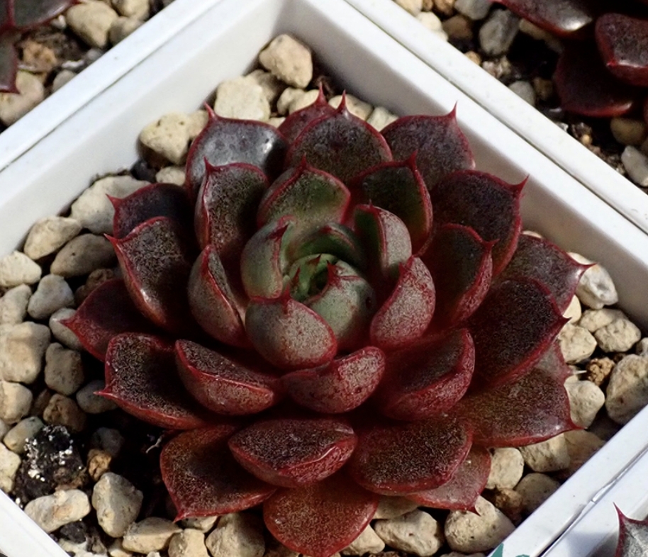 Echeveria Cat’s Eye 貓眼