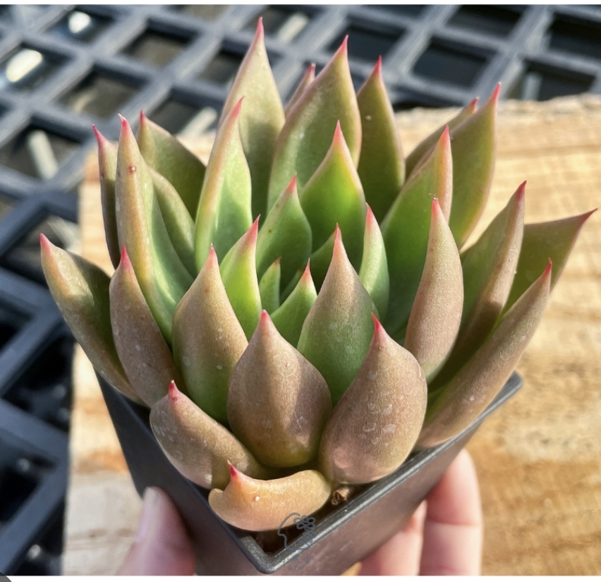 Echeveria Agavoides Victor Reiter 聖者騎兵