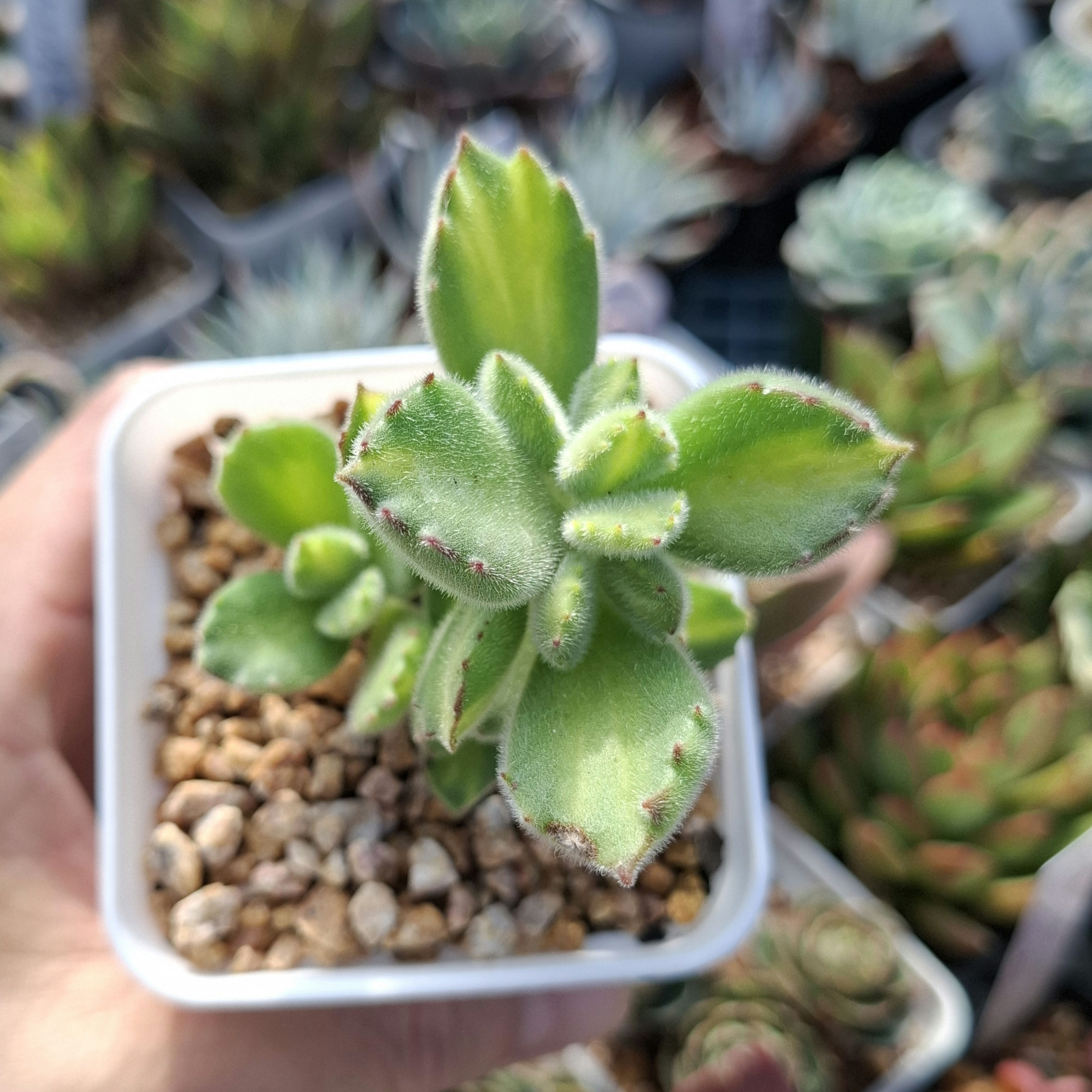 Cotyledon Tomentosa yellow variegated (Bear Paw) 黃熊