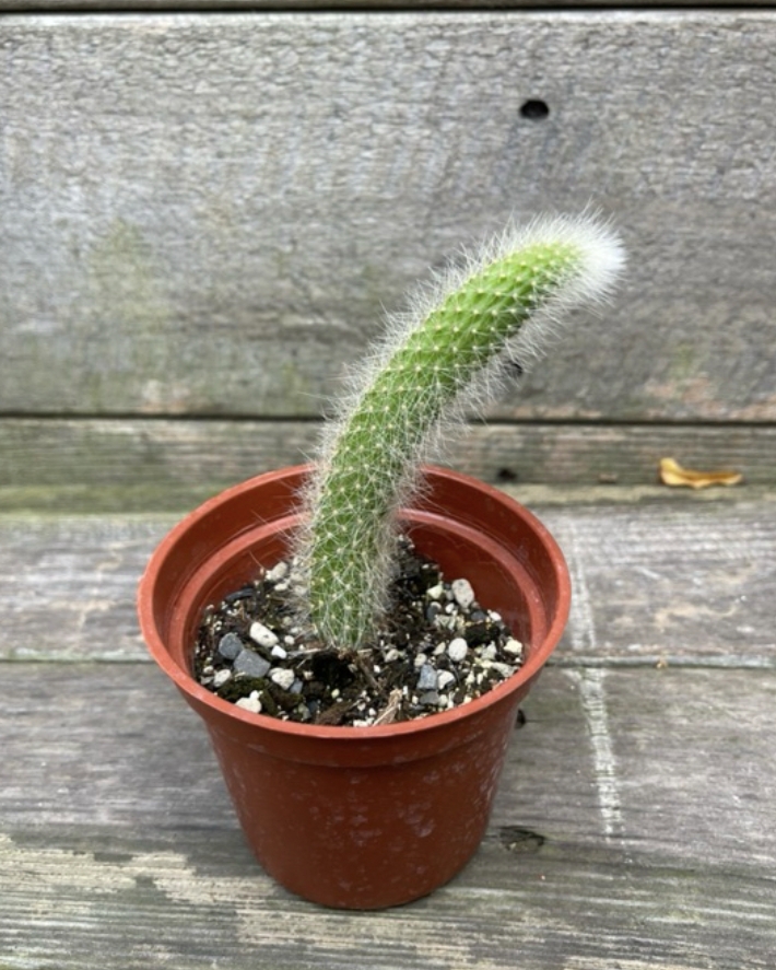 Cactus from Claire Shop