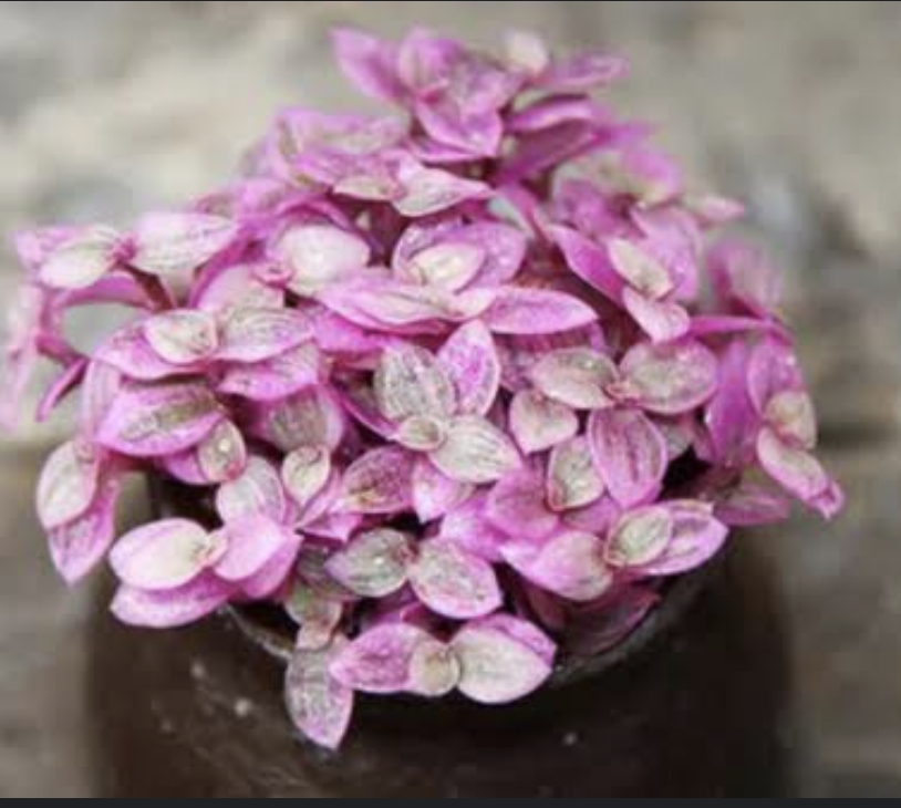 Callisia repens 胭脂雲 (5cm pot)
