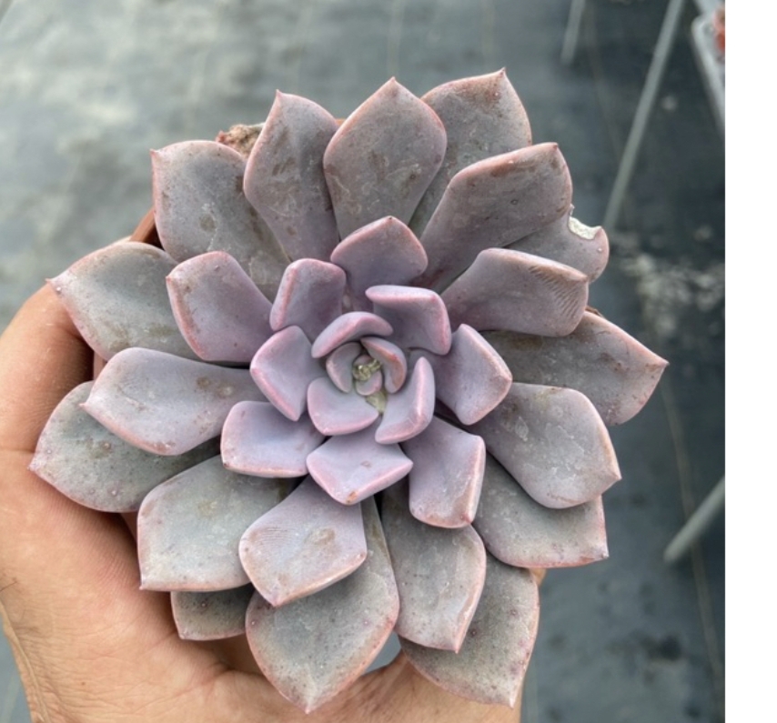 Graptoveria Debbie 黛比