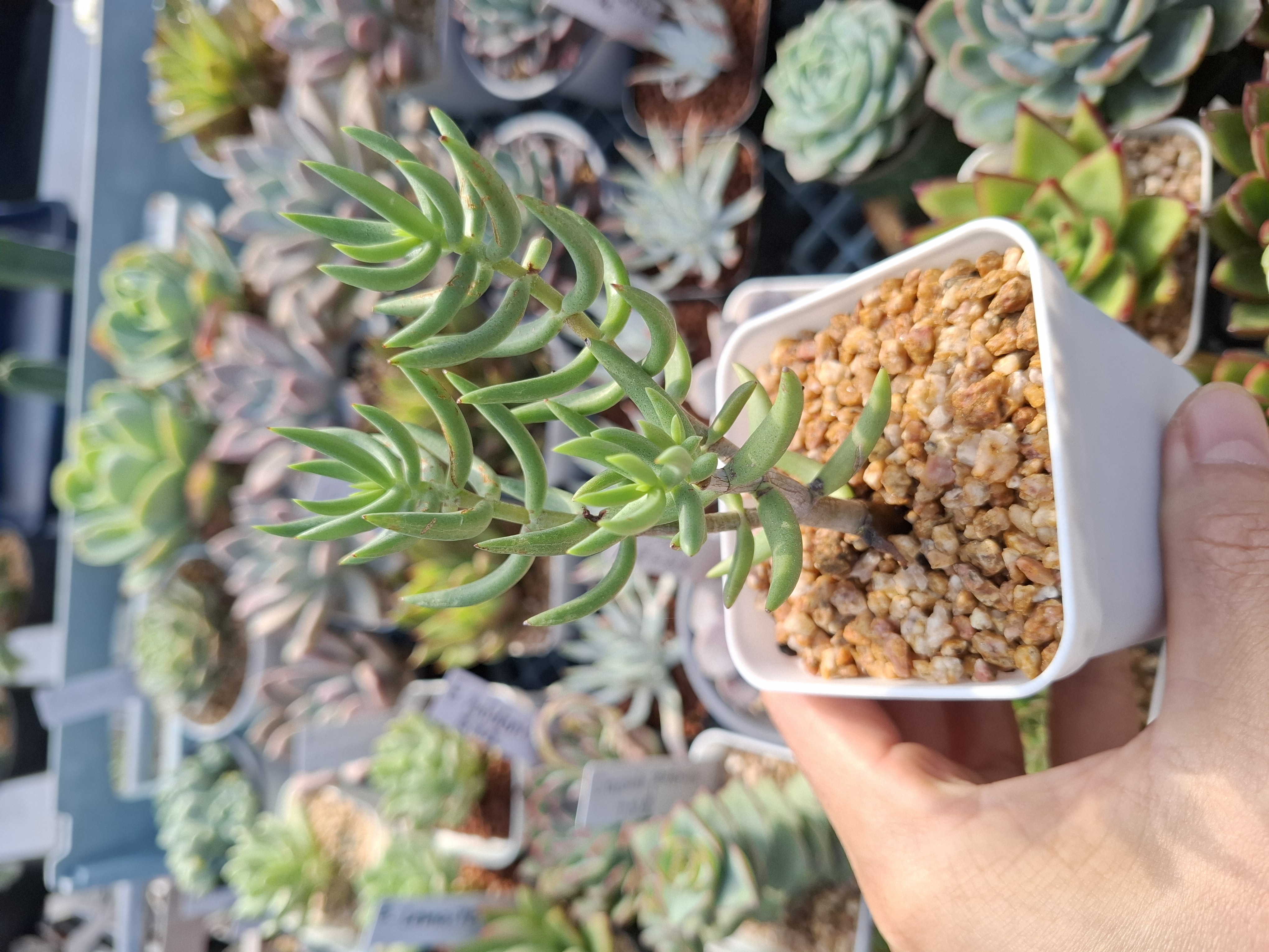 Crassula tetragona テトラゴナ桶葉菊/桃源鄉