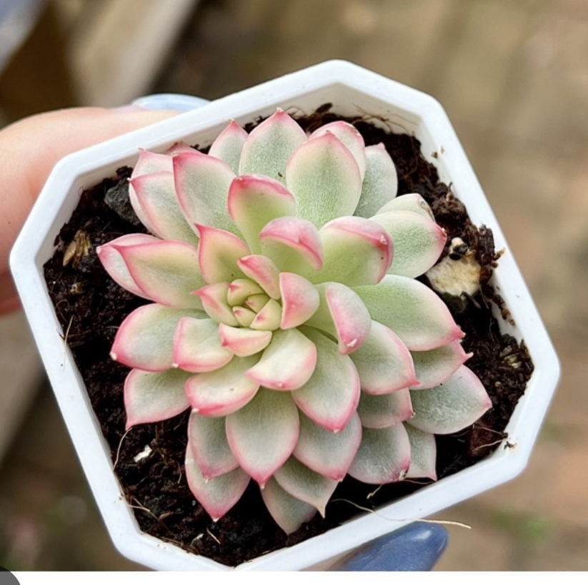Echeveria mebina variegata 女雛錦