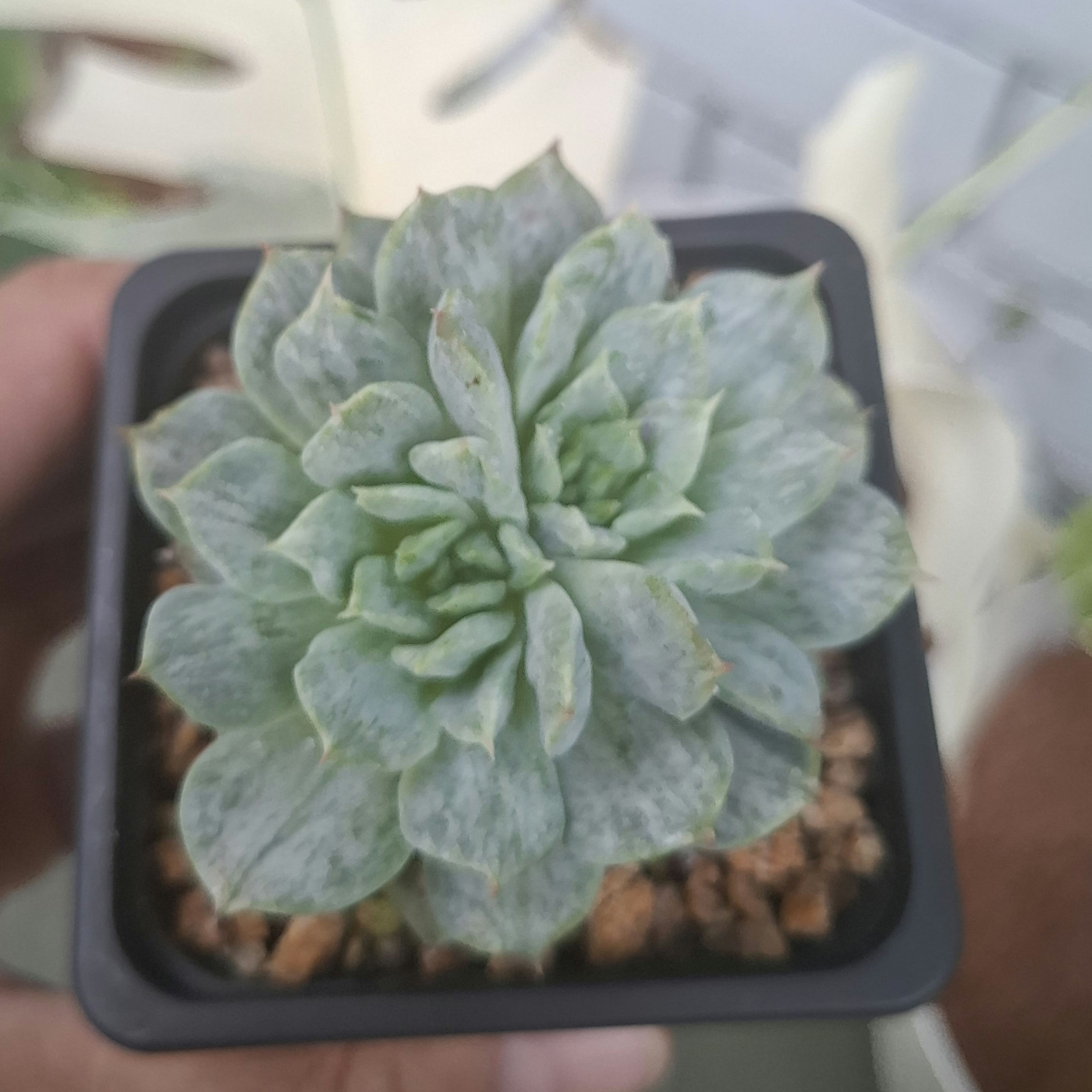 Rare succulent from Claire Shop