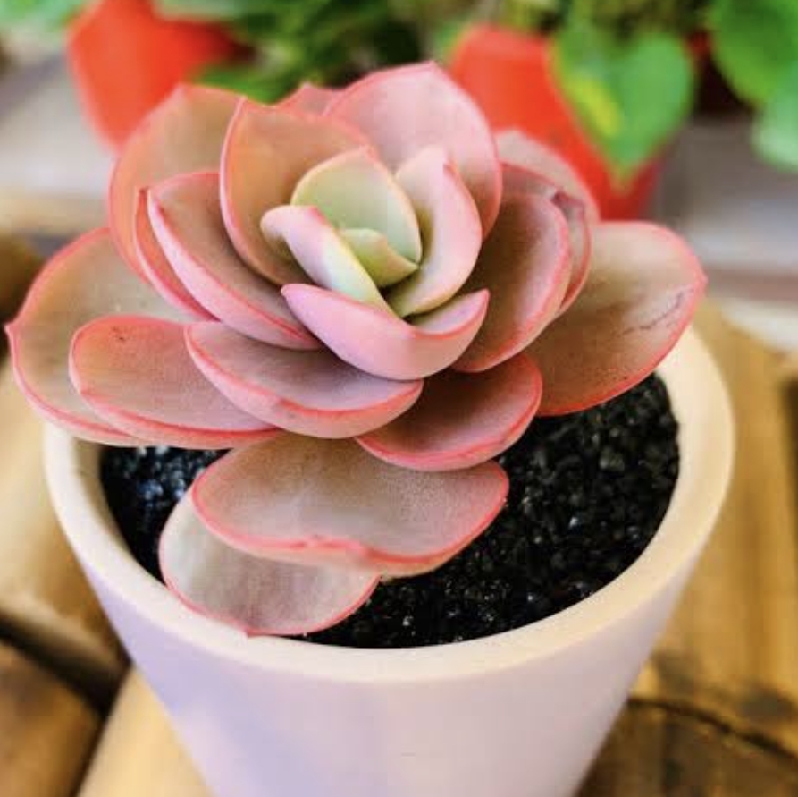 Echeveria 'Suyon' 秀妍