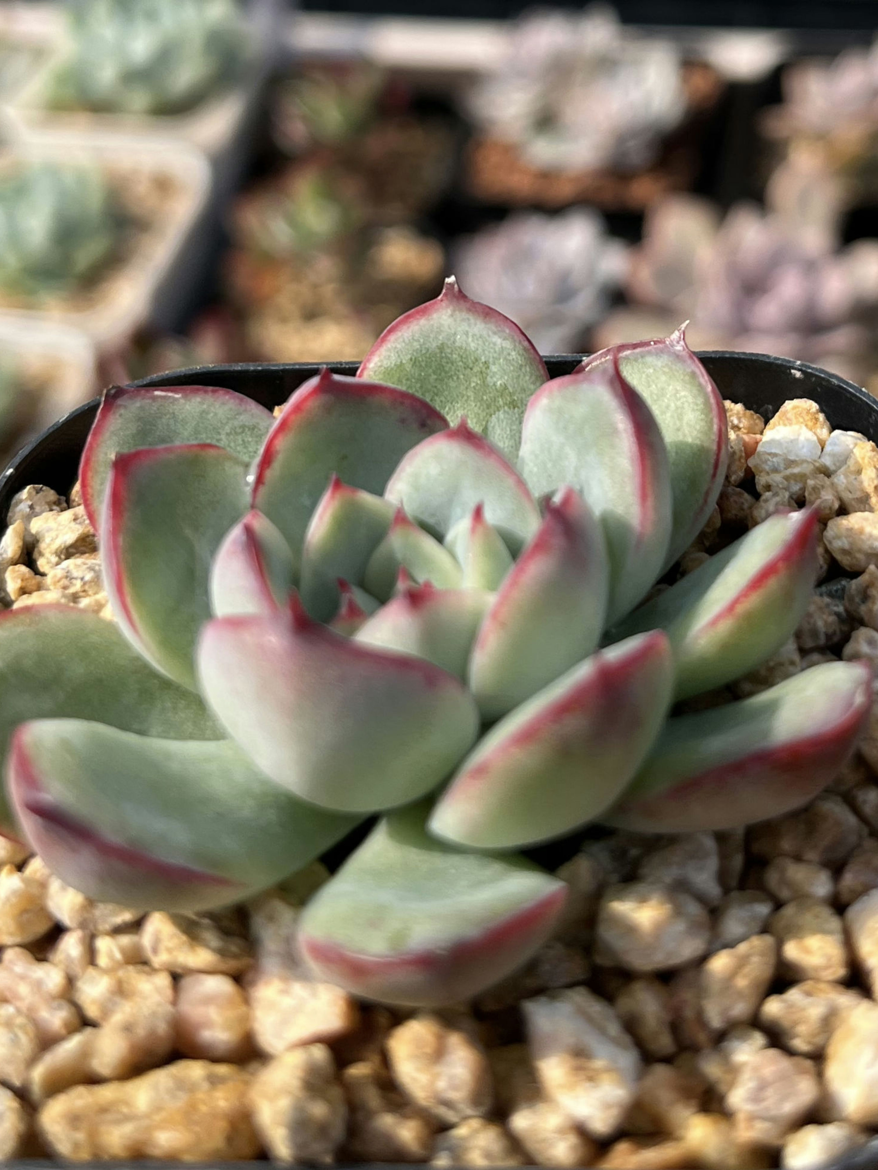 Echeveria Haru Urara 春麗 Claire Shop Succulent
