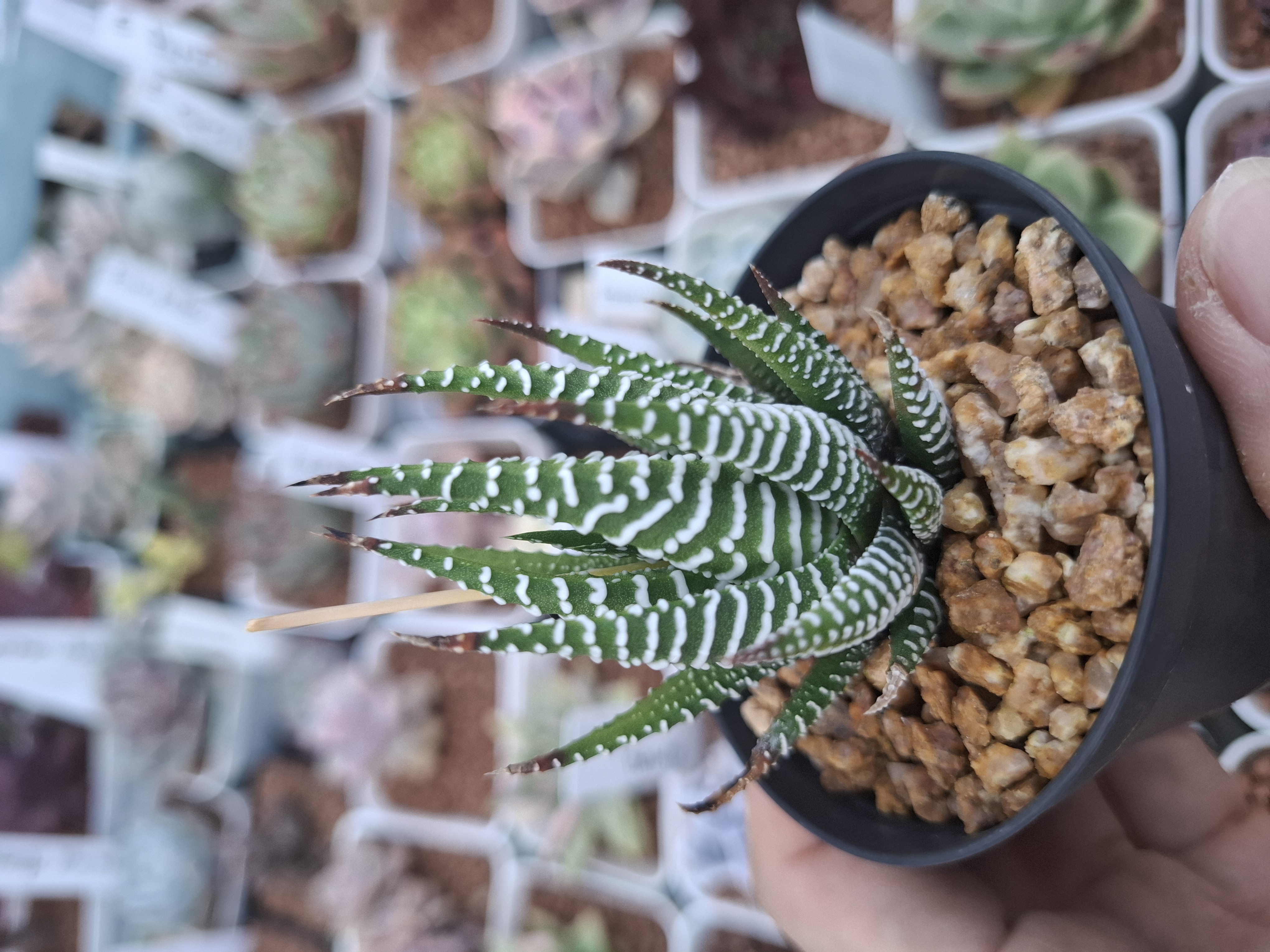 Haworthia Zebra Plant