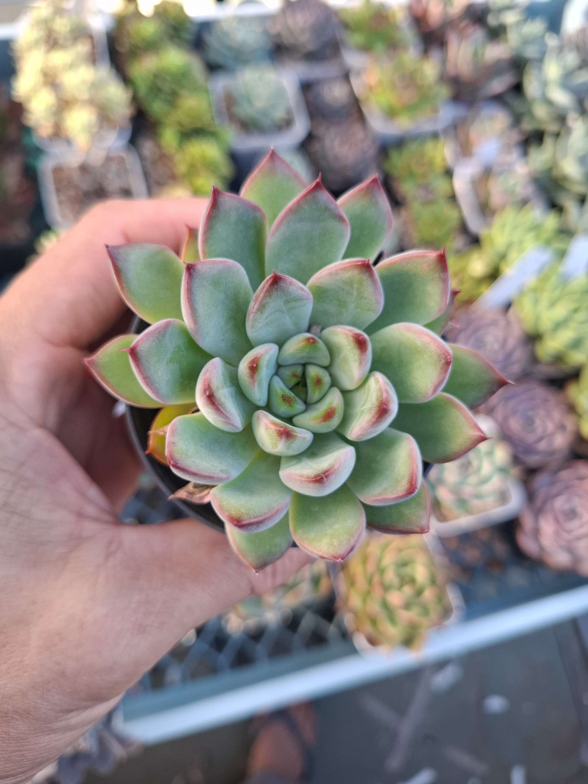 Echeveria Mactory 麥多利
