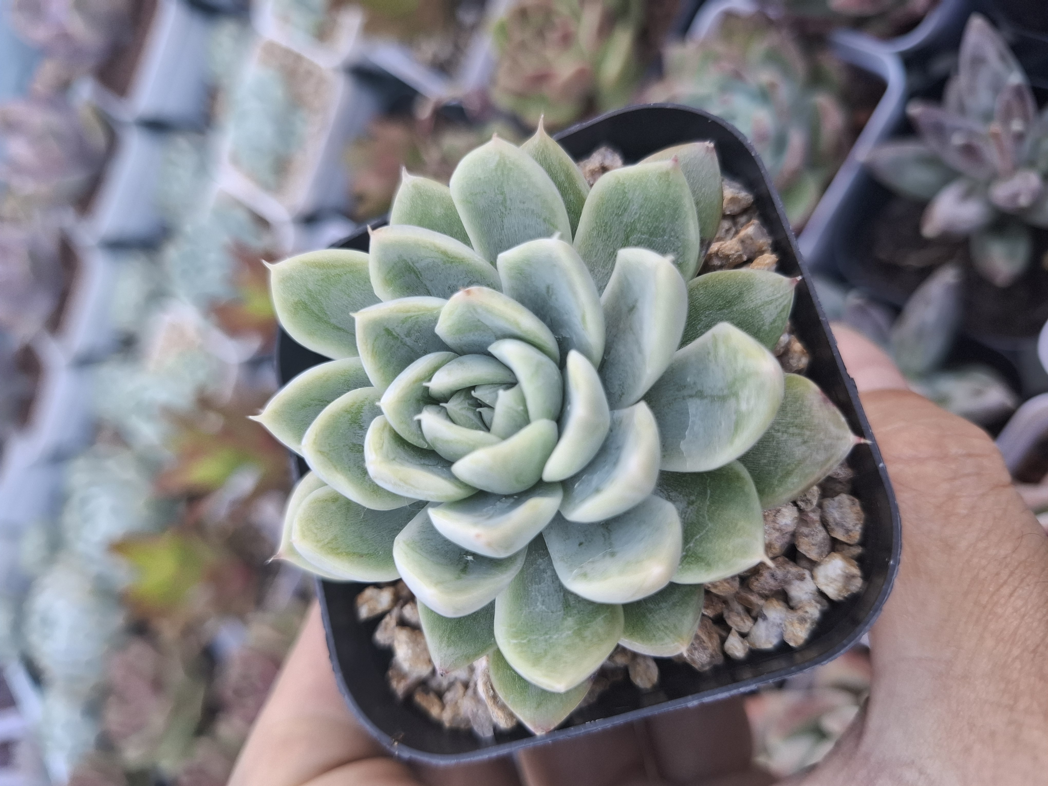 Echeveria Doll Barbie 芭比娃娃