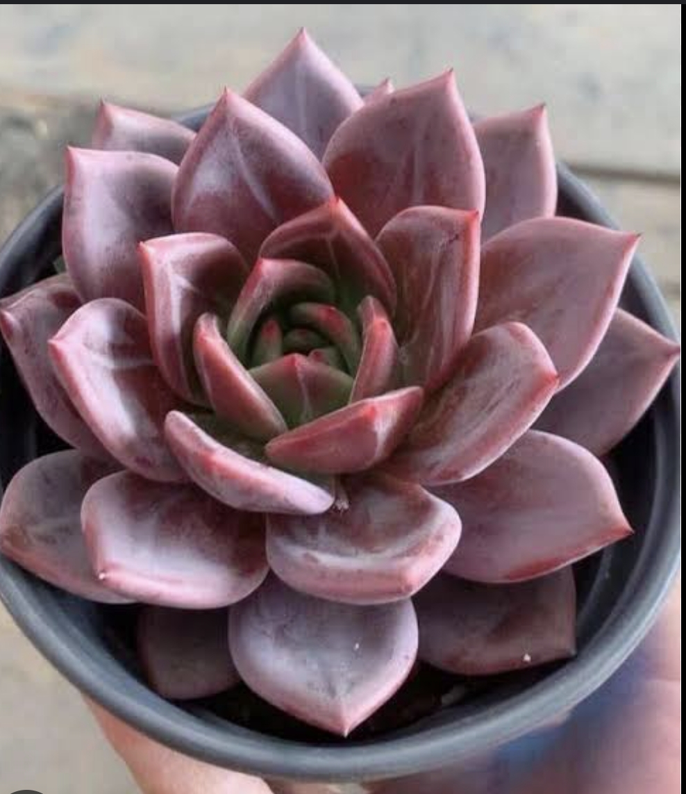 Echeveria purple champagne 紫香檳