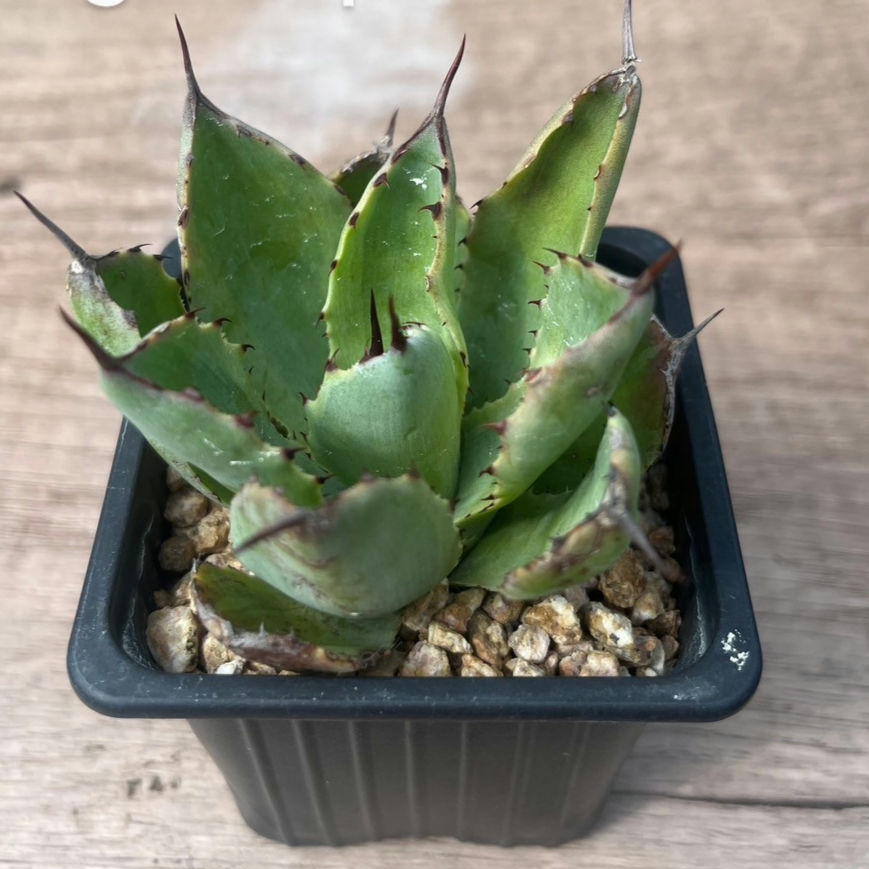 Agave potatorum 龍舌蘭