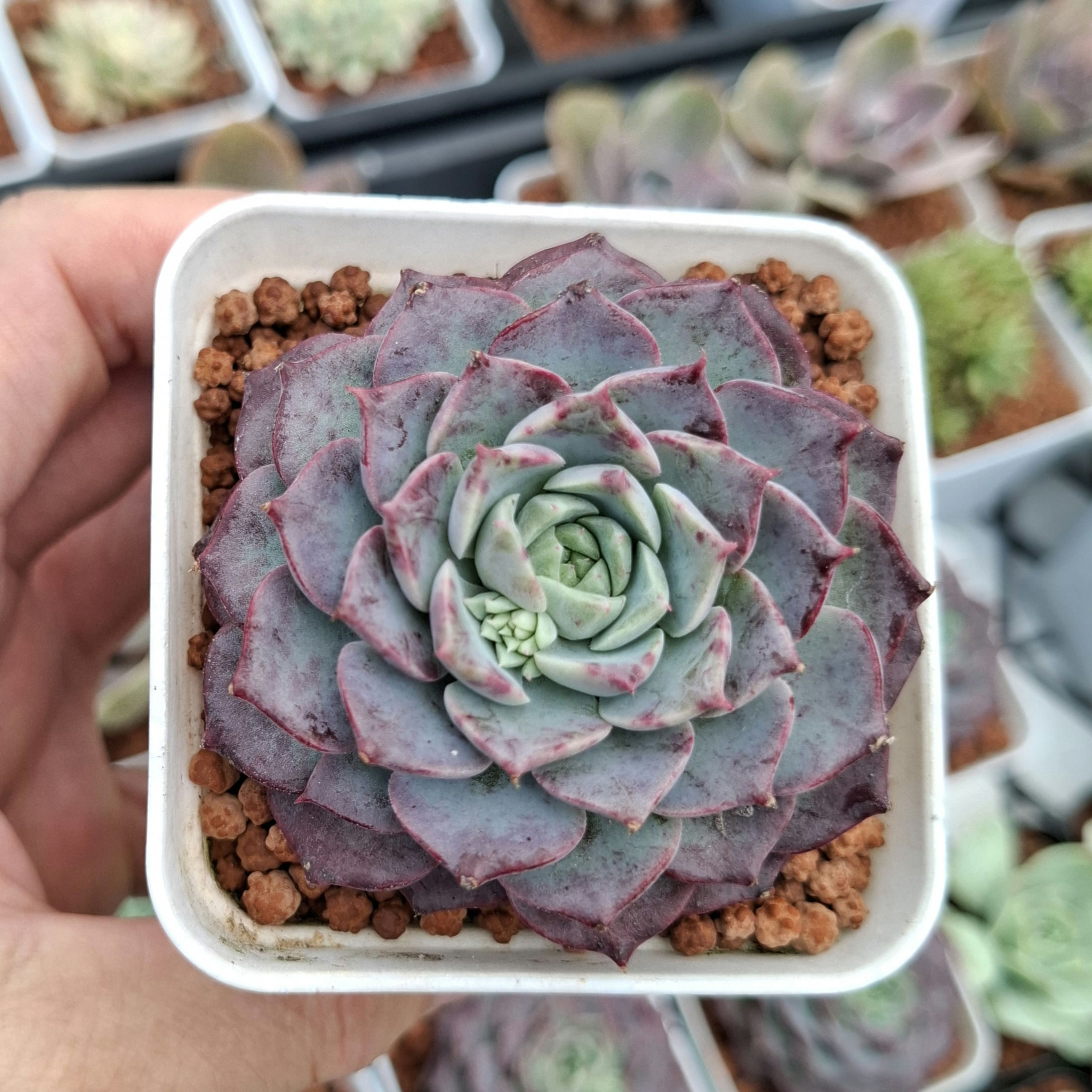 Echeveria Hermes 愛馬仕