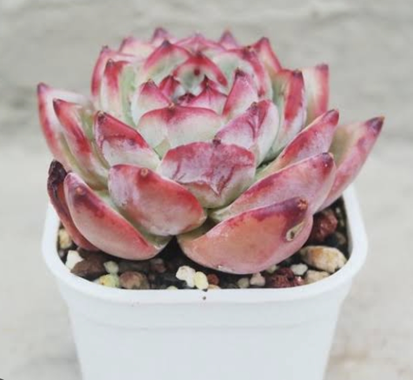 Echeveria Latam/ Ratam 拉糖