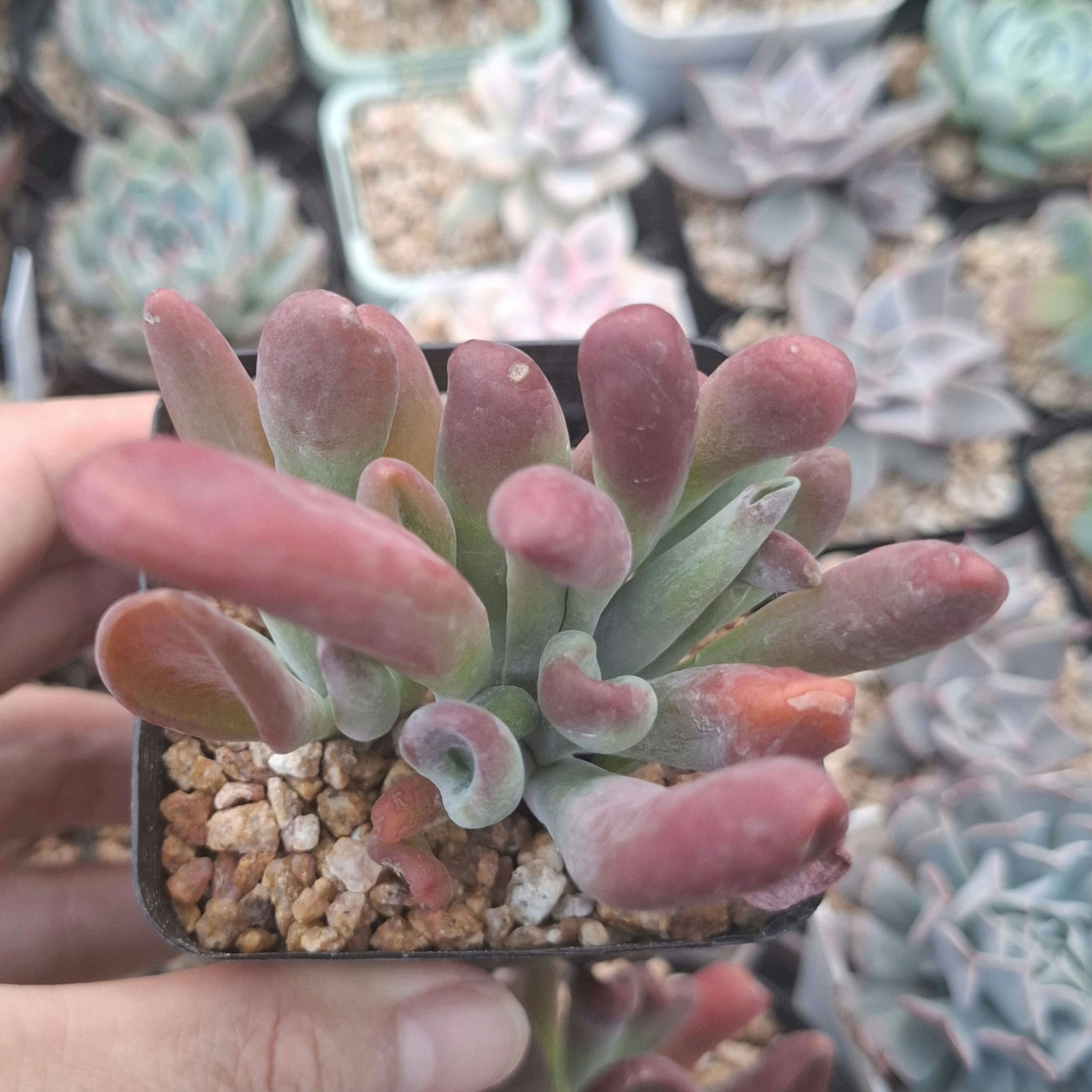 Kalanchoe Fire Fox 火狐狸 Claire Shop Succulent