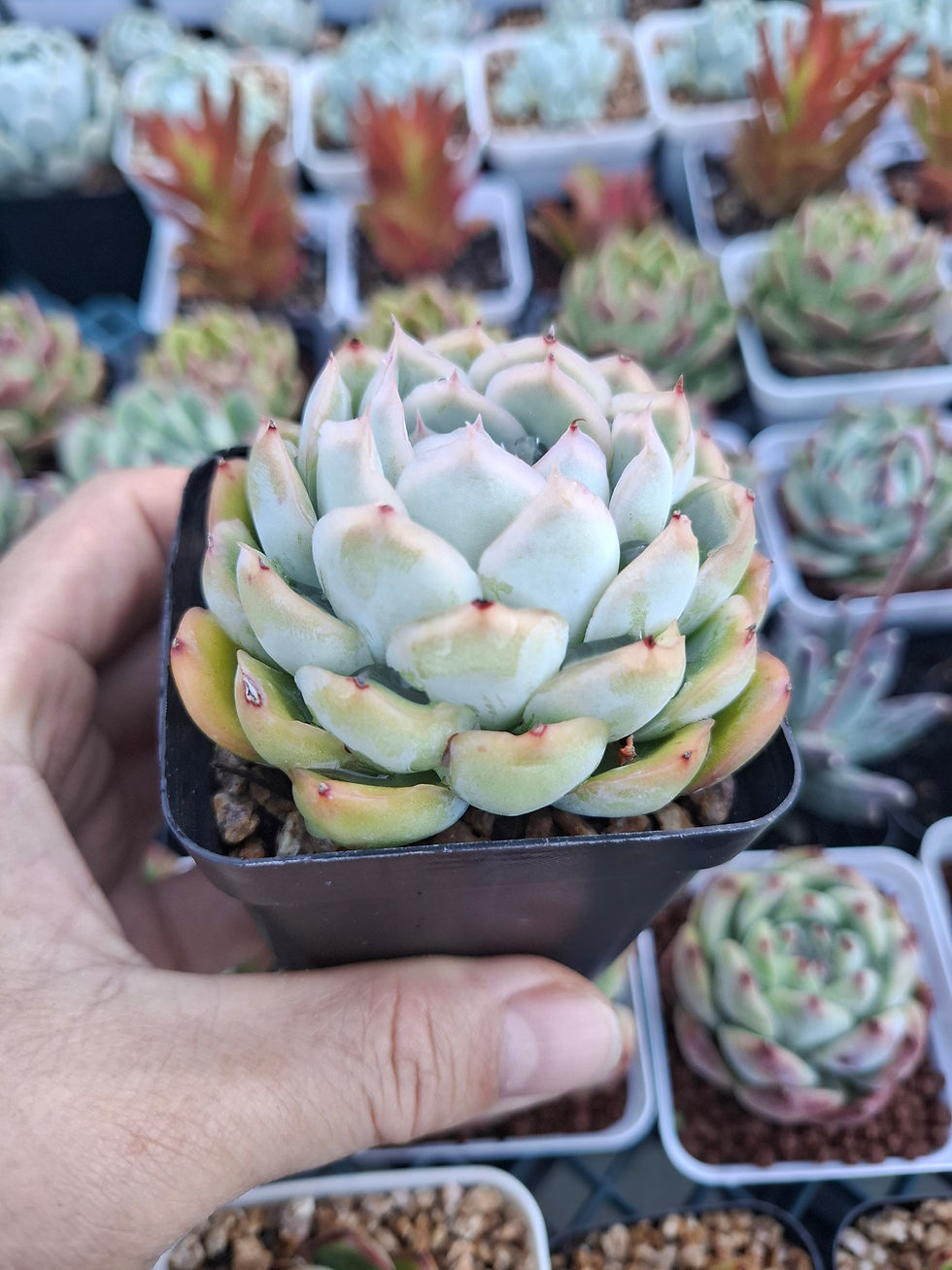 Thumbnail: Echeveria strawberry (ice berry) 冰梅Claire Shop Succulent 