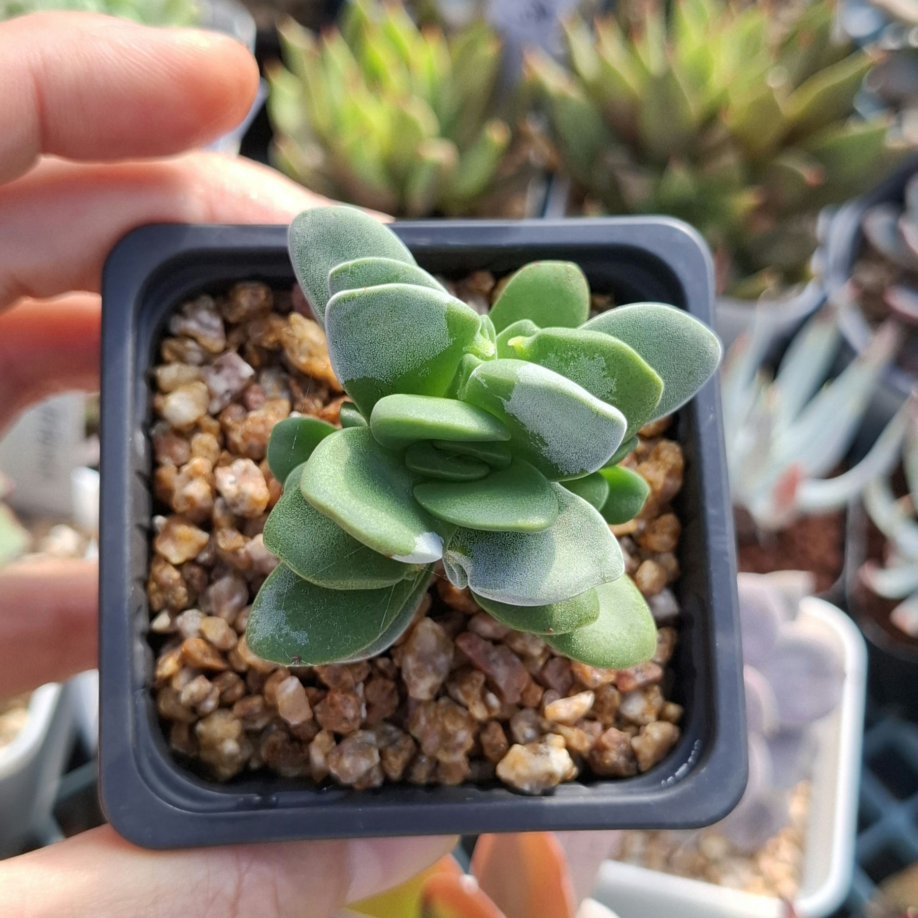 Crassula fallwood 方刀