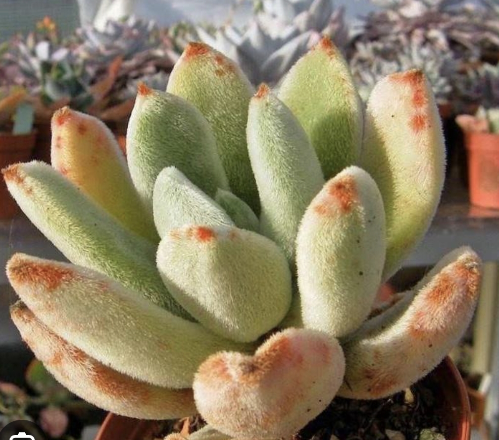 Echeveria Leucotricha 白兔耳