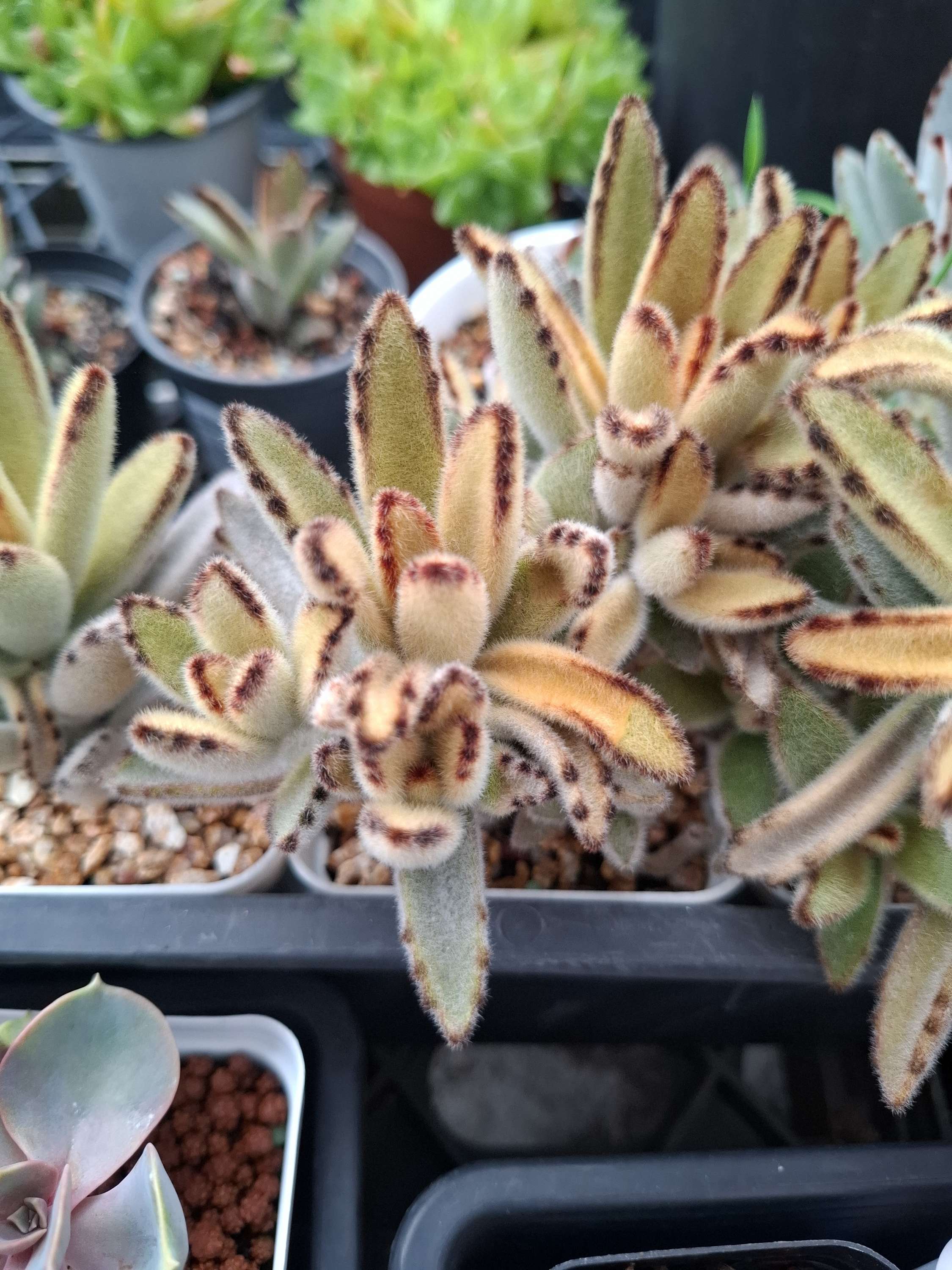 Kalanchoe Golden Girl 黃金兔耳