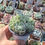 Thumbnail: Echeveria 'Ice Berry' Crest  Claire Shop Succulent 