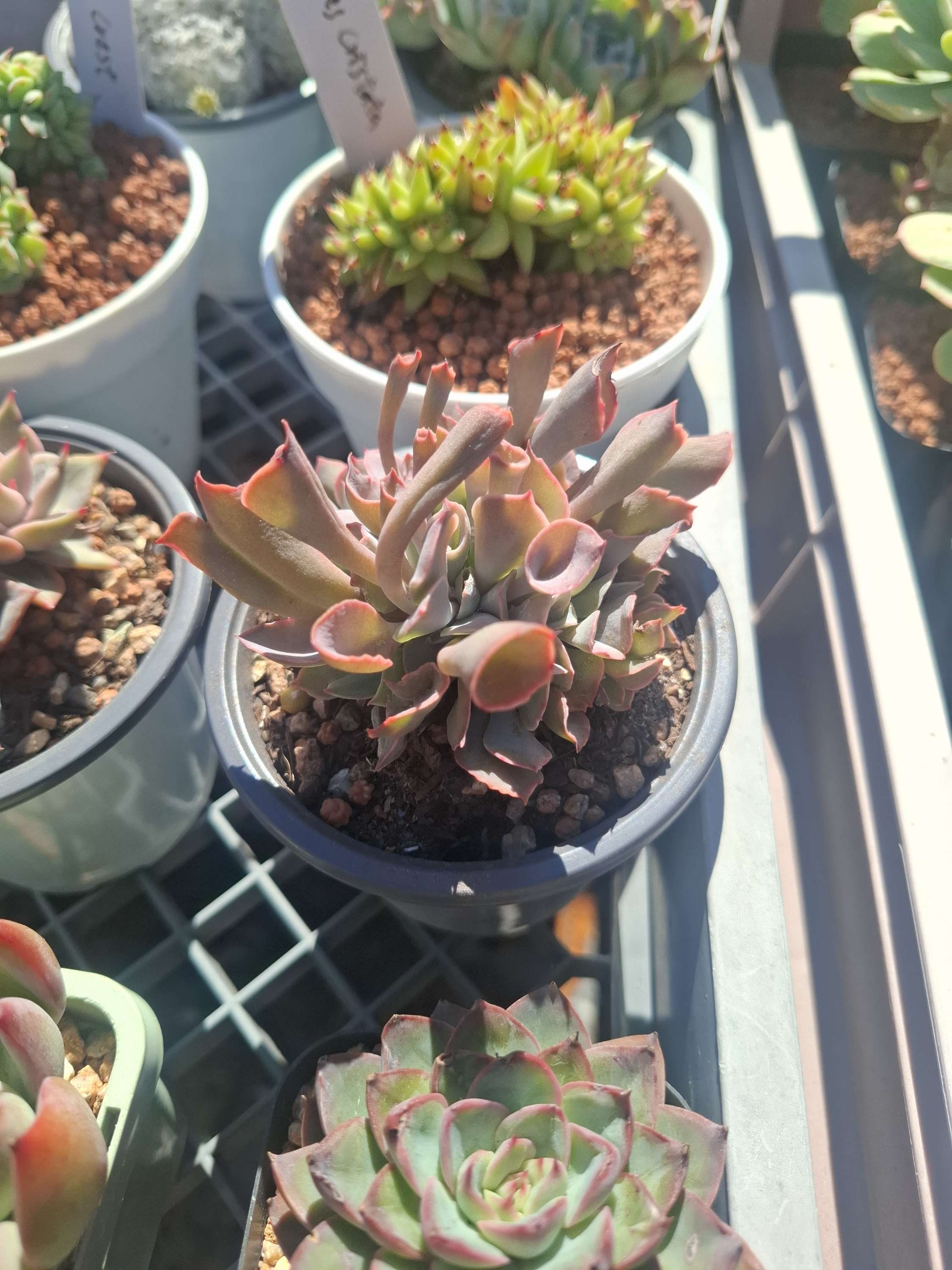 Echeveria trumpet pinky 魔笛