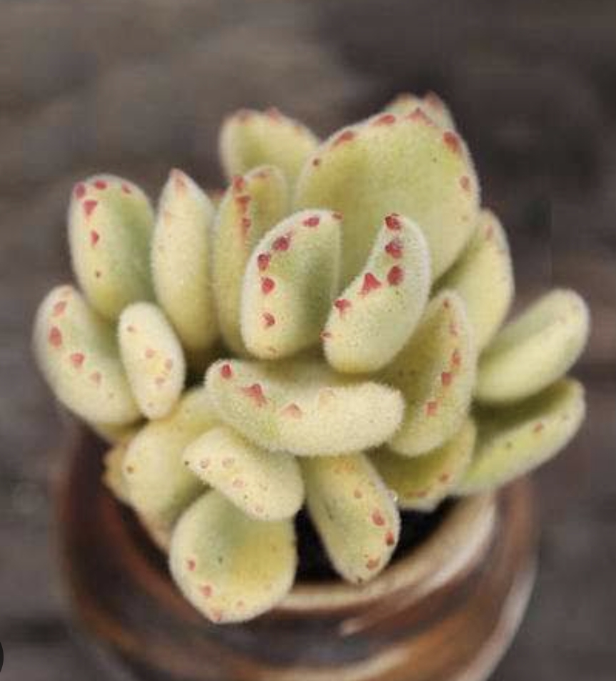 Cotyledon Tomentosa white variegated (Bear Paw) 白熊