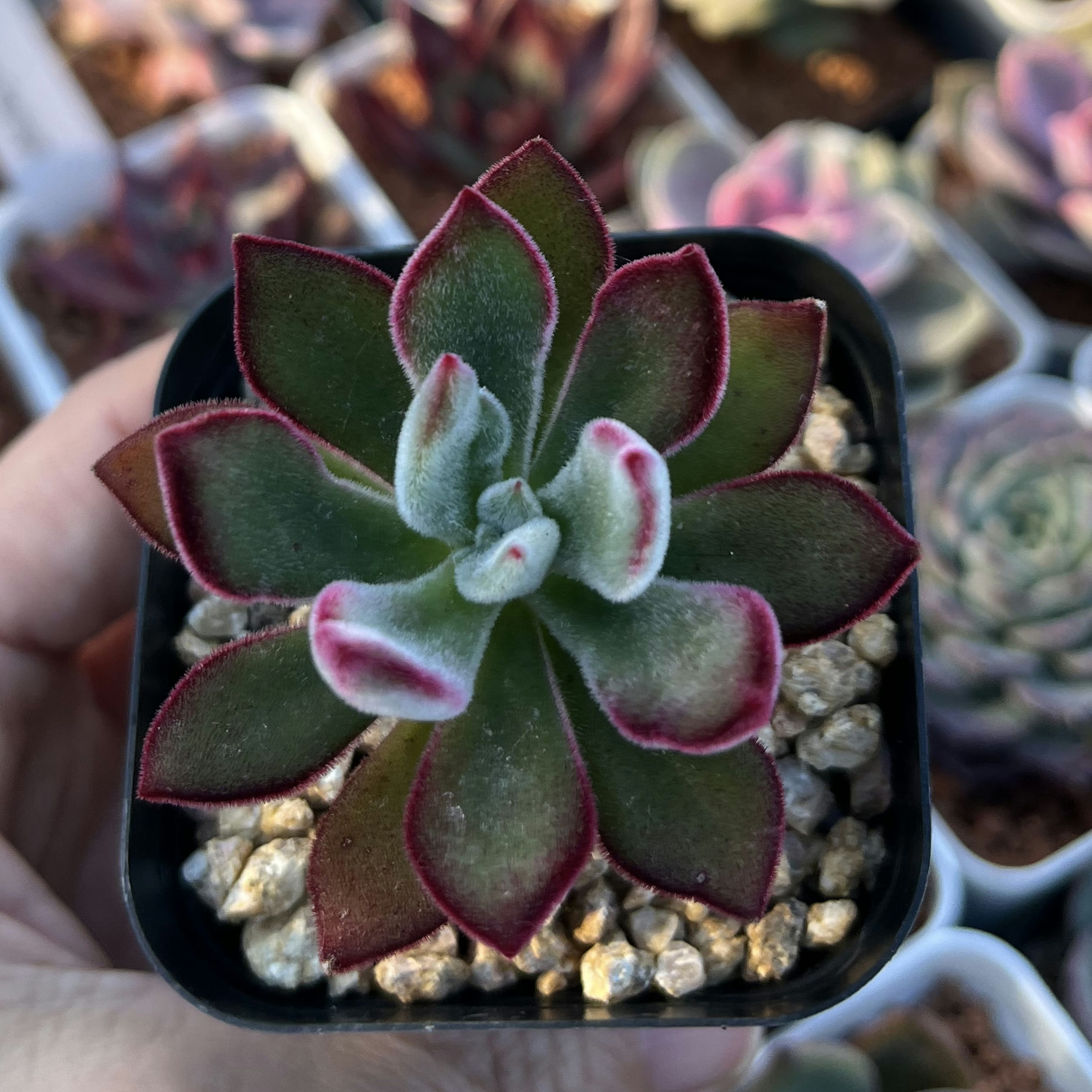 Echeveria pulvinata 'Ruby Blush' 錦晃星