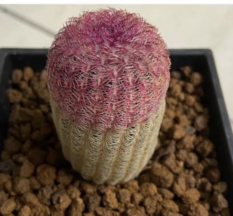 Echinocereus rigidissimus rainbow cactus 紅太陽