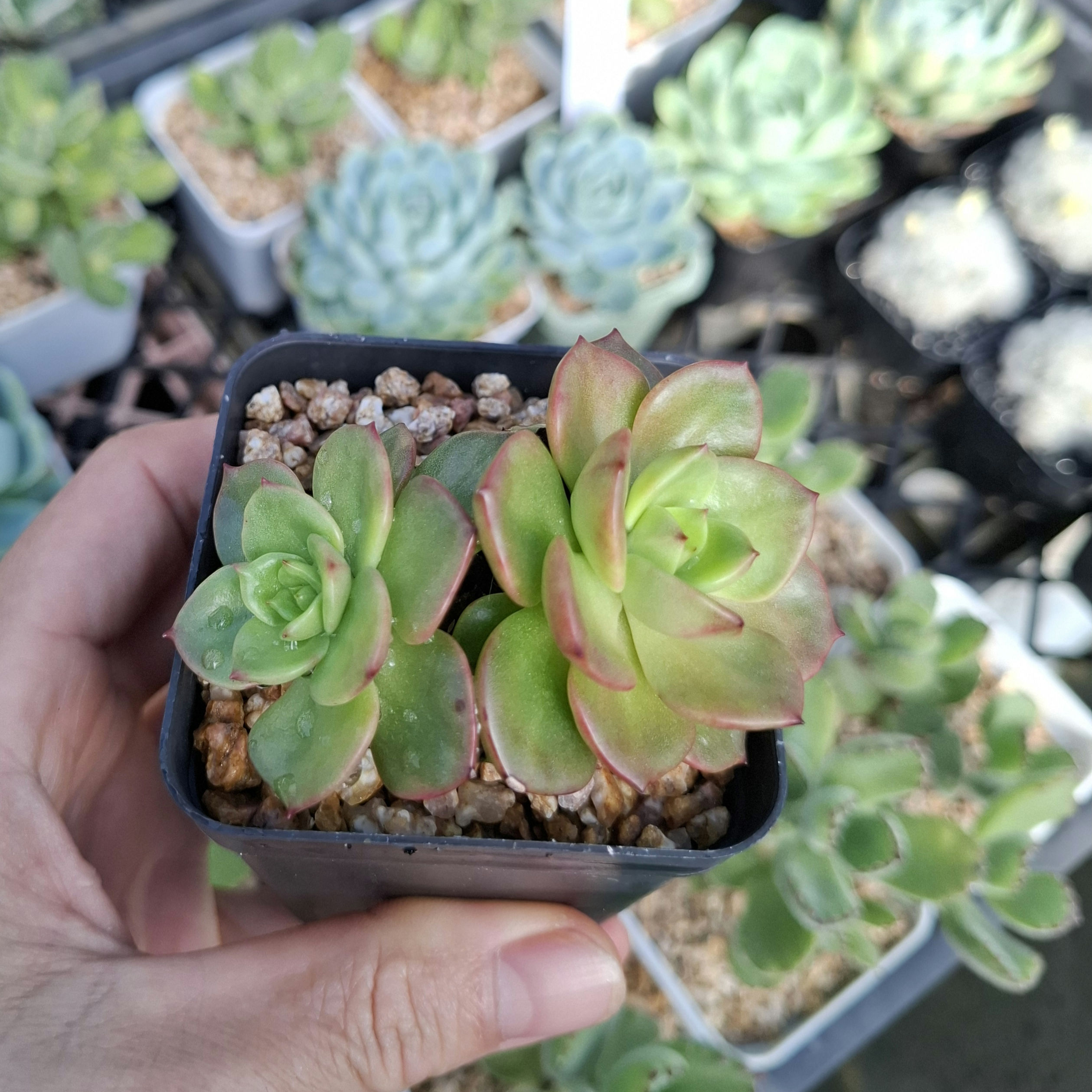 Echeveria Rolly 蠟牡丹