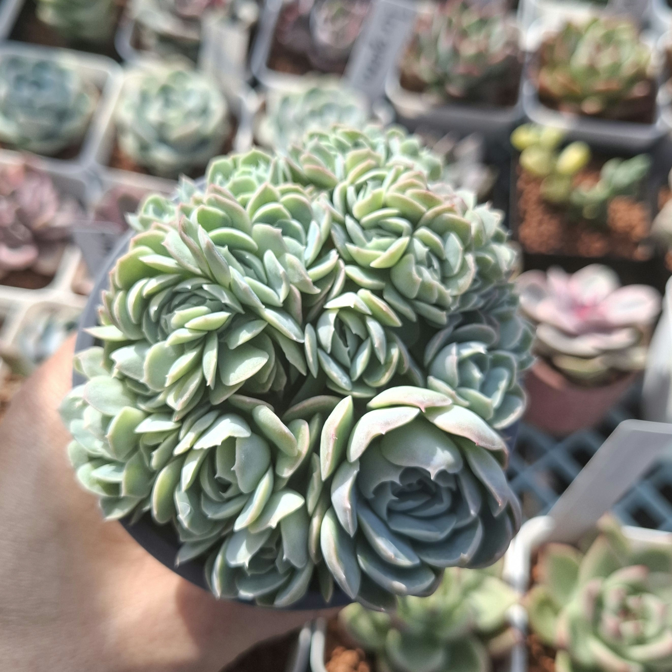 Echeveria 'Ice Berry' Crest