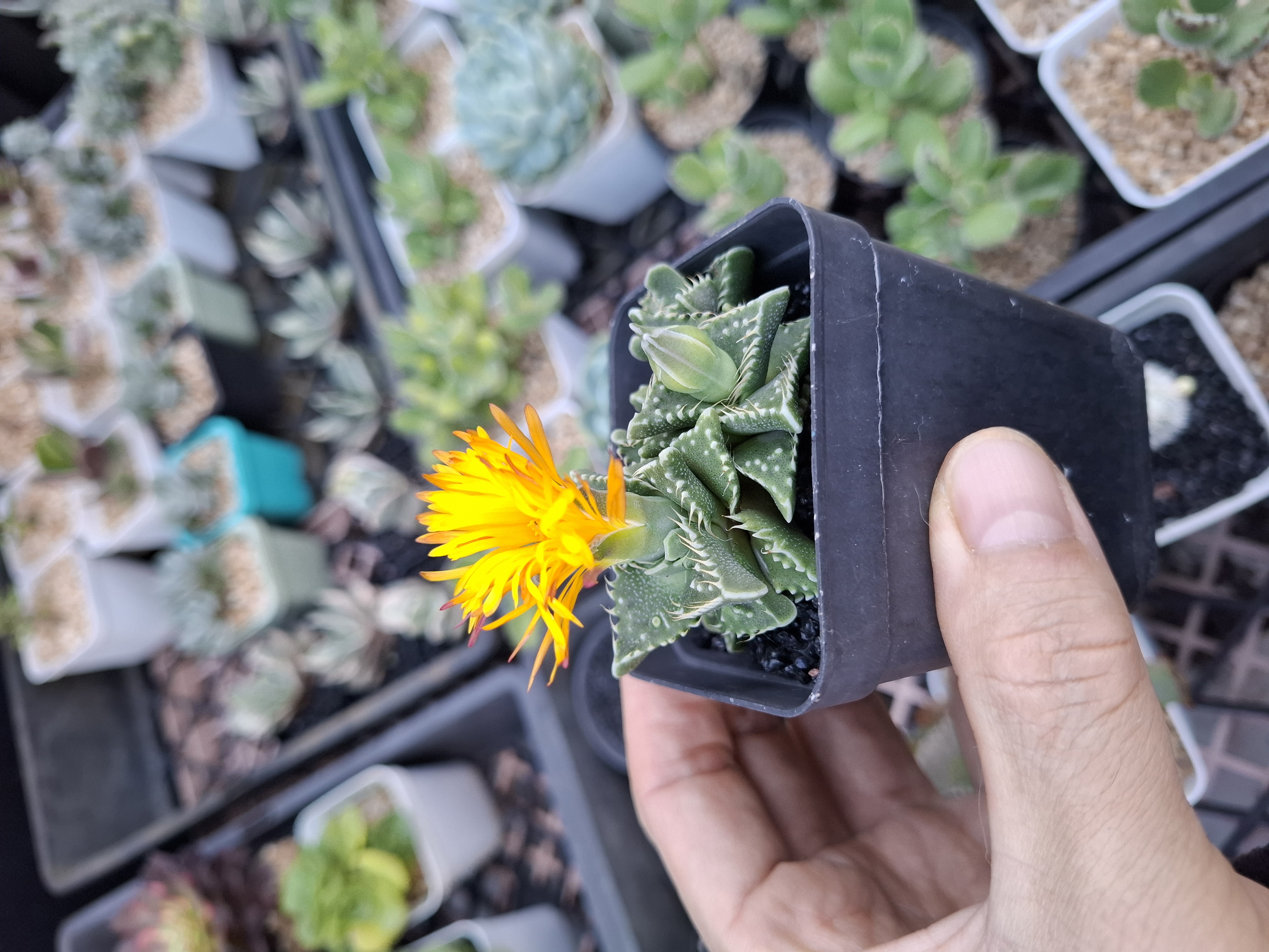 Faucaria tigrina (Tiger Jaws) 虎爪