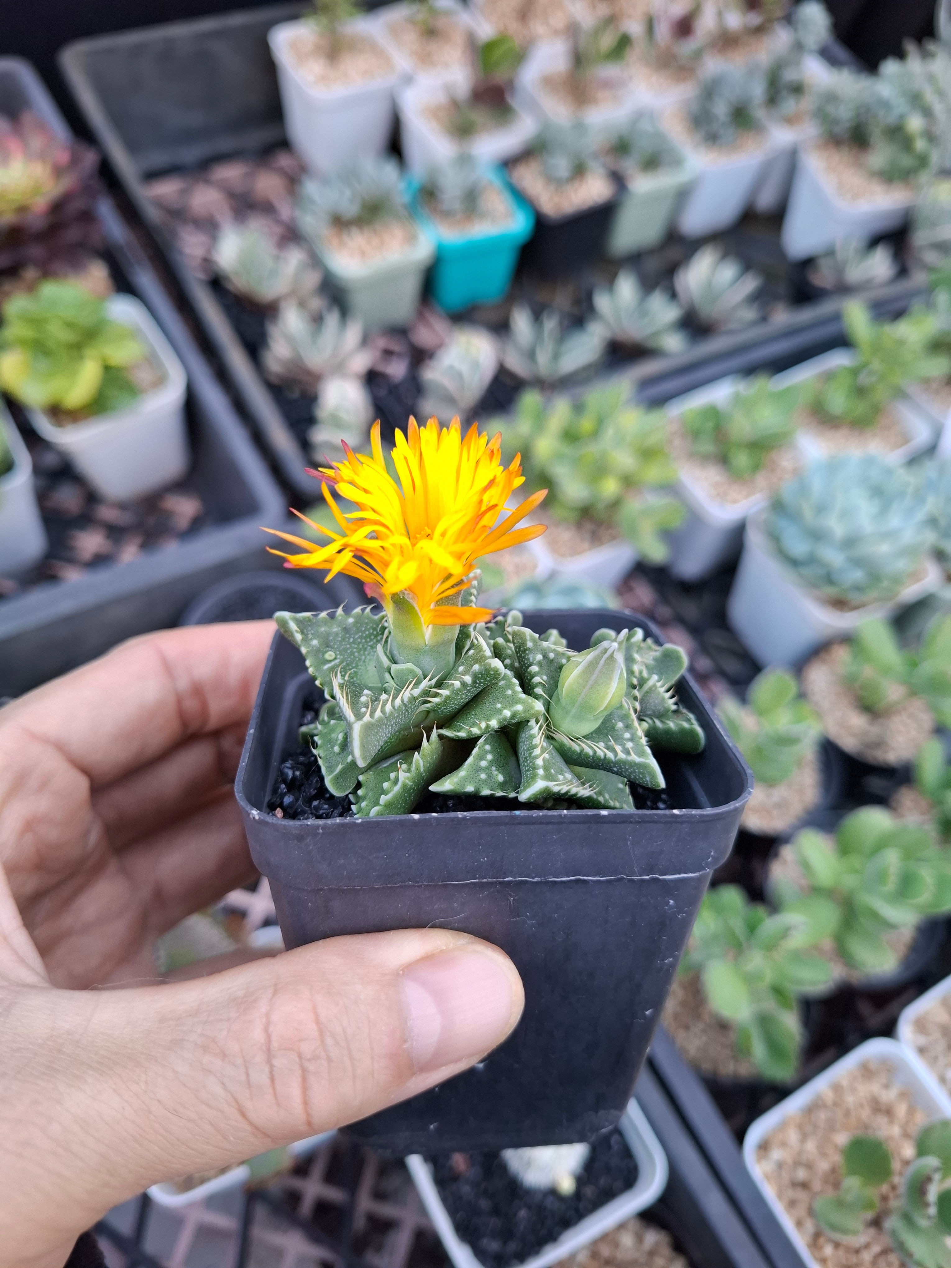 Faucaria tigrina (Tiger Jaws) 虎爪 Claire Shop Succulent