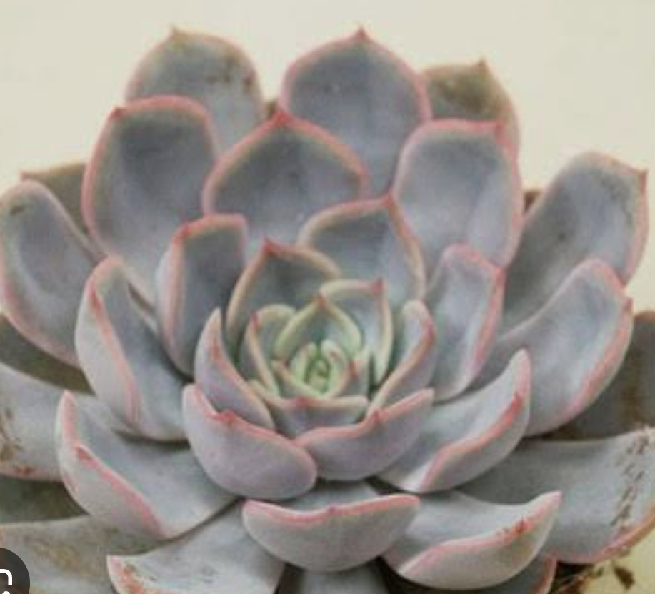Echeveria Orion 獵戶座