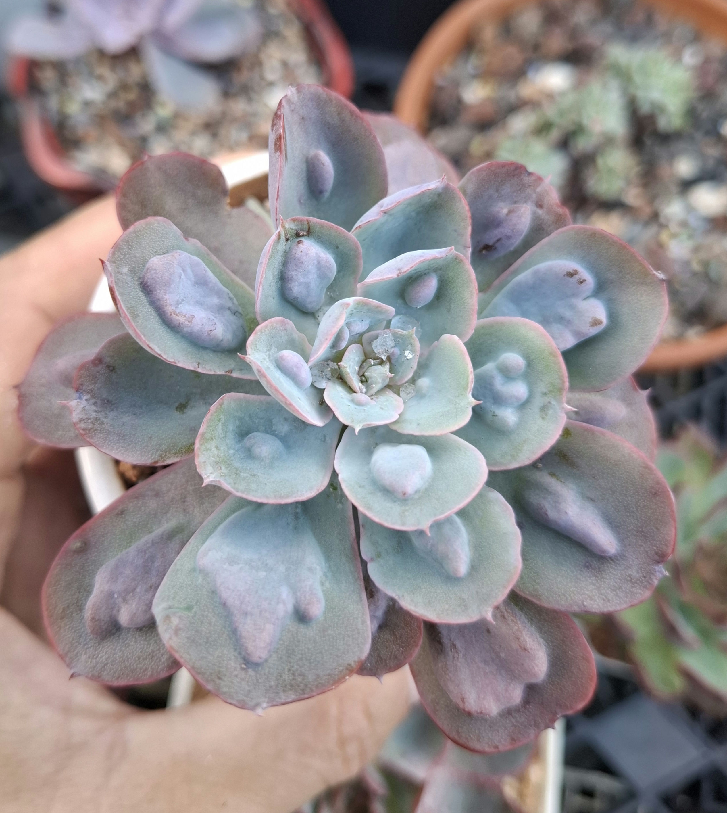 Colourful succulent from Claire Shop