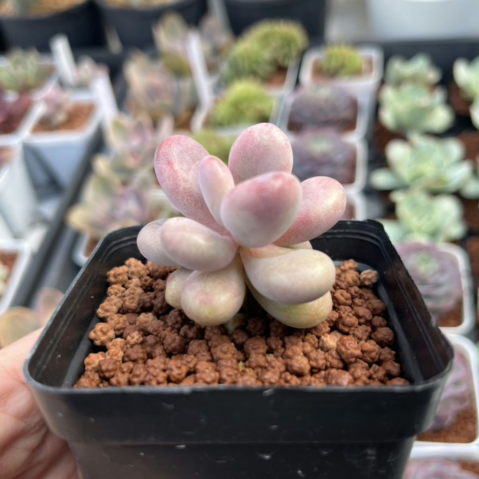 Graptopetalum Lavender Pebble 桃蛋